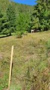 Building land For Sale - 517680 Scărisoara  RO Thumbnail 10