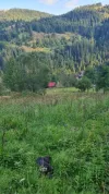 Building land For Sale - 517680 Scărisoara  RO Thumbnail 2